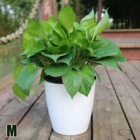 ETA de riego automático para flores, ETA de cerámica para jardinería de flores perezosas, decoración del hogar y el jardín, S-xxL - details 3