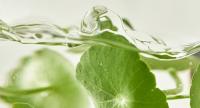 Centella asiatica extract
