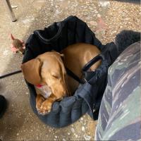 Bolso de mano portátil para mascotas, bolsa de asiento ultraligera para Chihuahua, perro pequeño y mediano, bolso de viaje imper - details 10
