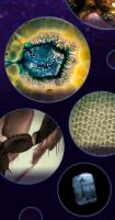 Microscopio de bolsillo Kit de juguetes científicos para niños 60-120x Mini microscopio de mano educativo con luces LED Juguetes para niños al aire libre - details 8