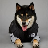 Chubasquero cálido de invierno para perros grandes, ropa de algodón para mascotas, abrigo a prueba de viento y lluvia - details 14