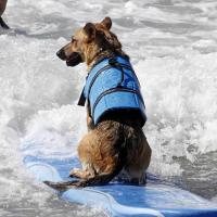 Chaleco de Seguridad Ajustable para Perros Fácil de Usar con Cinturón Reflectante para Natación Ideal para Salvación de Mascotas - details 4