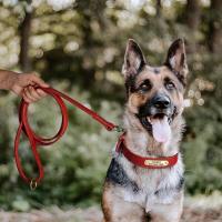 perro cuero auténtico, conjunto de Collar personalizado mascotas correa, placa con grabado gratis para perros pequeños, medianos - details 10