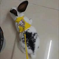 Conjunto de Arneses y Correa para Conejo Accesorios de Mascotas al Aire Libre - details 10