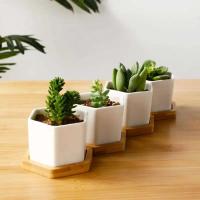 Bonsái blanco geométrico cerámica cuadrado pequeño y jugoso cactus moderno ETA, bandeja de bambú - details 0