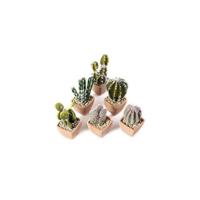 Plantas Artificiales Plásticas Flor Decorativa en Maceta Lleno de Color para Oficina en Casa Paquete de 6 - details 9