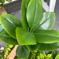 Ramo de Figaro Artificial Hojas de Banyán Grandes Planta de Goma Falsa - details 4