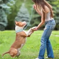 Juego de Collar y correa para perro con pinchos, Collar de perro de cuero con remaches, Collar ajustable para caminar al aire libre - details 3
