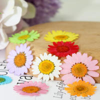 Juego de 12 Uds. De flores secas naturales de 2,5-4cm para rellenos de funda de teléfono DIY, flor de crisantemo de cristal prensado, decoraciones artísticas para uñas - details 1