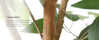 Ficus