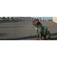 arnés para perros