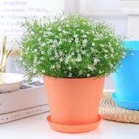 ETA color caramelo con bandeja, planta jugosa ETA, escritorio de oficina, balcón, decoración de jardín, ETROS de plástico - details 4