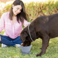 Cuencos plegables con tapa para perro, cuenco portátil con Clip, alimentador emergente para mascotas, perros y gatos - details 5