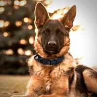 Collar táctico duradero para perro, Correa militar ajustable para mascotas, accesorios de entrenamiento para perros medianos y grandes, Pastor Alemán - details 8