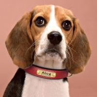Collar de Cuero Personalizado para Perros Suave y Almohadilla Placa de Identificación de Mascota - details 18