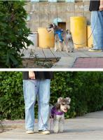 Truelove-Correa ligera de nailon para mascotas, correa para perros pequeños y gatos, producto diseñado a la moda para exteriores, nuevo estilo TLL2576 - details 8