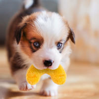 Juguete de Perro Cocoanut Resistente al Desgaste Duck con Voz para Mascotas - details 4