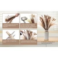 Pampas Secas Decoracion