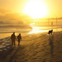 Correas perros, plomo largo con mango es acolchado perros pequeños, medianos y grandes, resistentes, seguimiento, entrenamiento - details 6