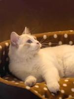 Cama para gatos, muebles para mascotas, productos para mascotas, muebles para casas y Habitats, sofá para gatos, accesorios para el hogar - details 9