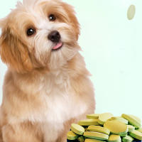 Suplemento nutritivo para perros de todas las edades, multivitamina Natural para cachorros y mascotas, vitamina y Mineral, diario - details 6
