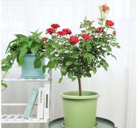 Maceta circular de plástico grande para interior, maceta y maceta decorativa para flores de jardín - details 6