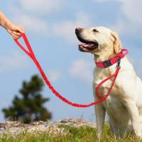 Perro táctico militar duradero, conjunto correa elástica, Collar entrenamiento caminar de nailon para mascotas, Perros medianos - details 11