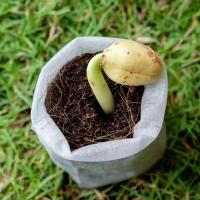 100/500 piezas de bolsas de cultivo de plantas de vivero de semillas no tejidas biodegradables, herramientas de jardinería. - details 9
