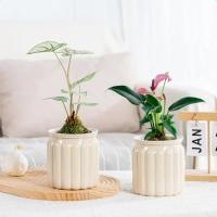Maceta de plantas hidropónicas de autorriego, Mini maceta suculenta extraíble de plástico, florero de mesa, decoración de bonsái de oficina, nuevo - details 7