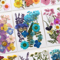 Flores secas, planta Natural Real, flor prensada para relleno de resina epoxi, manualidades para decoración de uñas, artesanía para hacer joyas - details 3