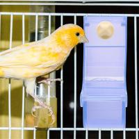 Comedero para loros, cuenco de comida para pájaros, contenedor de comida para loros, estructura Simple, suministros para pájaros, B - details 4