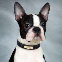perro personalizado cuero PU, Collar de cachorro personalizado, collares mascotas grabados gratis para perros pequeños, medianos - details 23