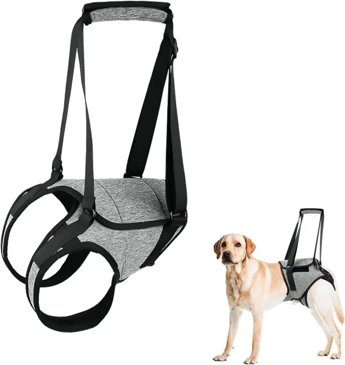 Arnés de soporte para perros para piernas traseras Arnés para perros grandes con asa de elevación Arnés ajustable para cachorros para aliviar el dolor Cirugías de rehabilitación - XL - 1