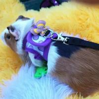 Correa Ajustable para Hamster Collar de Mascota con Lazo Accesorios Pequeños para Conejos, Cobayas, Chinchillas, Acarias - details 6