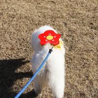 Mochila de viaje para perros y gatos, bolsa ajustable portátil de gran capacidad - details 2