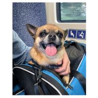 Morpilot Transportin Gatos Perros con Ruedas y Barra Telescópica Bolsa de Transporte de Viaje para Gatos Perro Carro Plegable con Cuenco y Ruedas Extraíbles - details 3