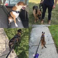 Correa para mascotas, perro mediano y grande de seguridad táctica, hebilla de rana, correa reflectante a prueba de explosiones para perro - details 5