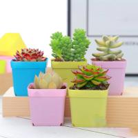Maceta de flores de piezas, caja de vivero de 5,5 cm, Mini maceta cuadrada, cuenca de plantas de plástico colorido, macetas de trasplante suculentas, herramientas de jardín - details 5