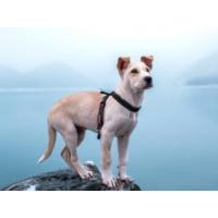 Arnés para perros pequeños, medianos y grandes