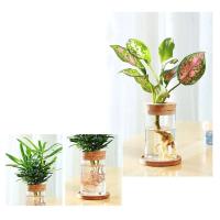 ETA hidropónica transparente para el hogar, minibotella creativa, jarrón de vidrio sin tierra, plantas verdes - details 7