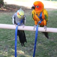 Juguete de entrenamiento al aire libre ajustable portátil, correa de tracción antimordedura, cuerda de entrenamiento para mascotas, arnés para loros, correa para pájaros - details 5