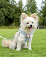 Correa de arnés para mascotas ajustable Set de correa de 1.2m para cachorros, gatos, perros franceses, chihuahuas Caminatas al aire libre - details 2