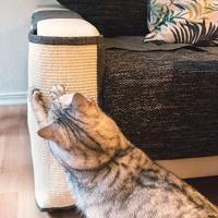 rascador para gatos
