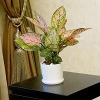 Hogar, jardín y oficina sencillos poligonales blancos, flores minimalistas para bonsái, plantas de cerámica jugosas ETA - details 4