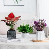 Maceta de plantas hidropónicas de autorriego, Mini maceta suculenta extraíble de plástico, florero de mesa, decoración de bonsái de oficina, nuevo - details 3