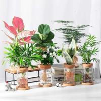 Flor hidropónica transparente ETA, contenedor de agua para plantar, jarrón de perezoso, plantas de mesa, bonsái, oficina, decoración del hogar - details 6