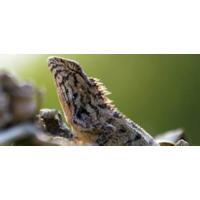 Bombilla de Calor UVB UVA AIICIOO Promueve la Sintesis de D3 para Reptiles y Amfibianos - details 1