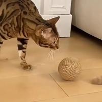Pelota para rascar gatos con cuerda de papel grande, juguete interactivo para morder, juguetes para masticar, rascador divertido para gatos, suministros para mascotas - details 8