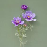 Rama de flor de Cosmos Artificial de lujo, simulación realista de plástico, crisantemo, elegante flor falsa hecha a mano - details 14