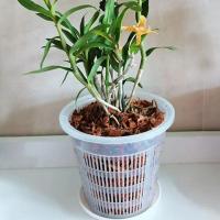 Macetas de orquídeas de plástico transparente para flores, lavabo transpirable, macetas de orquídeas, Control de raíces, maceta de escritorio transparente - details 10